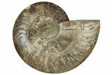 Cut & Polished Ammonite Fossil (Half) - Madagascar #329190-1
